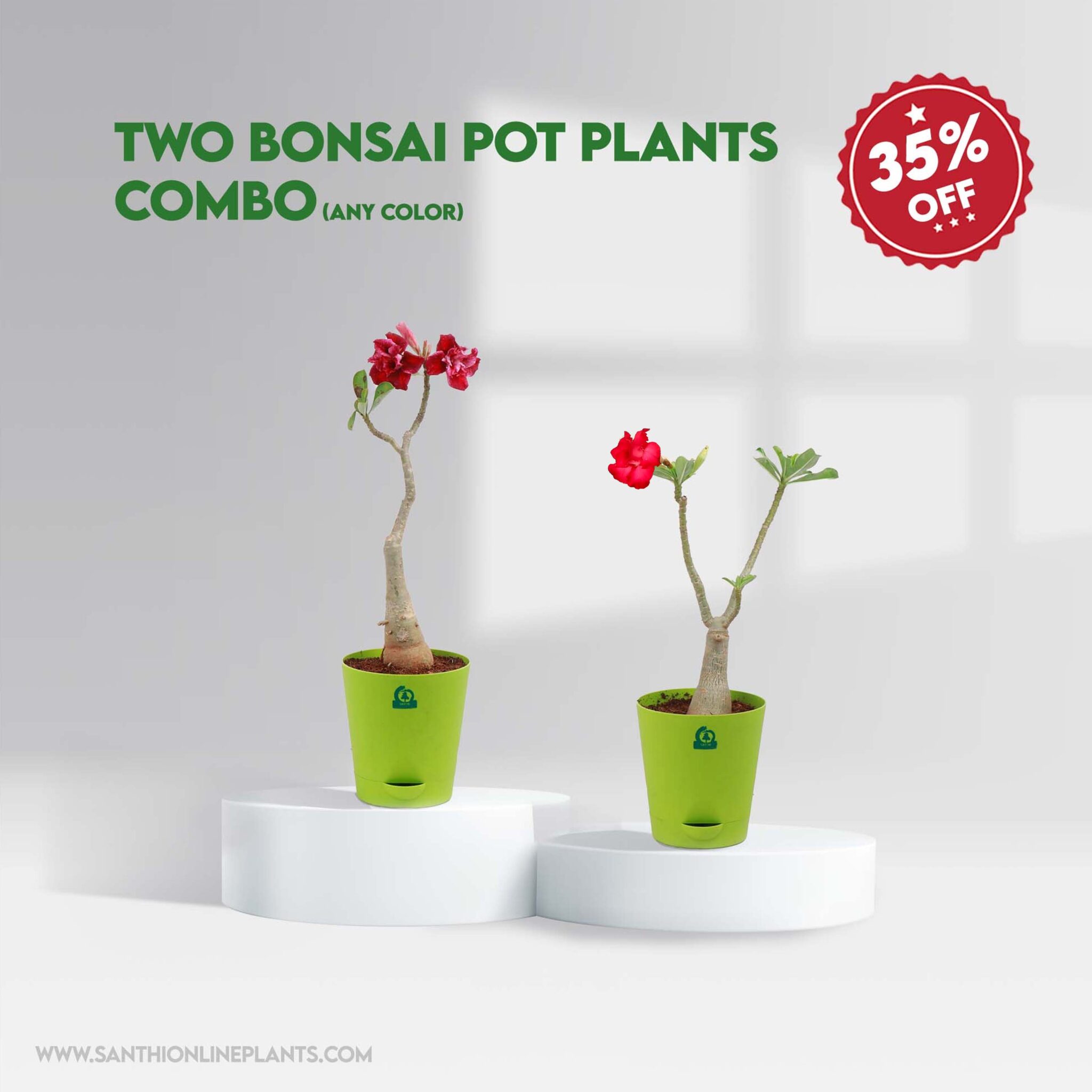 Two Bonsai Pot Plants Combo Any Color Santhi Online Plants Nursery