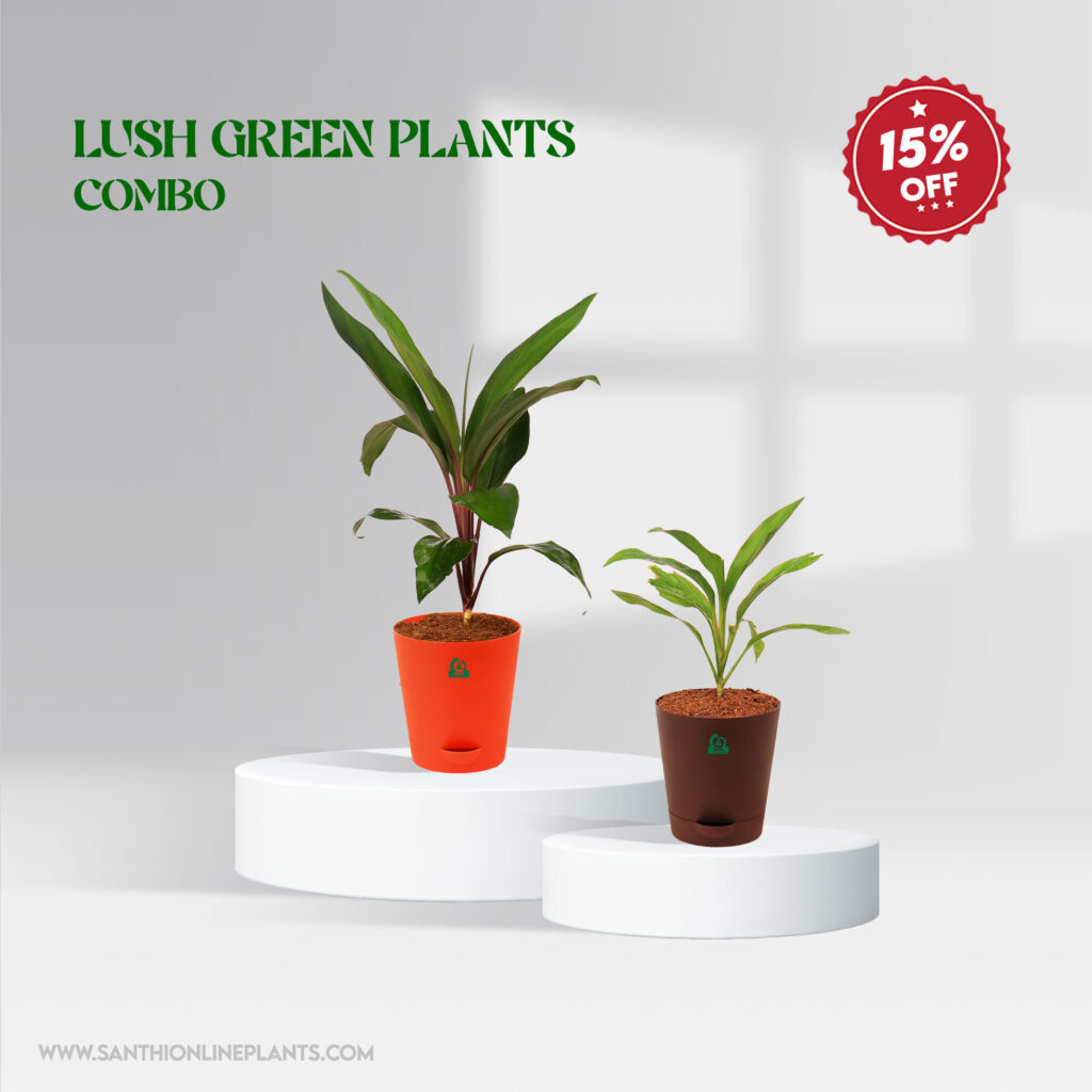 Lush Green Plant Combo Santhi Online Plants Nursery