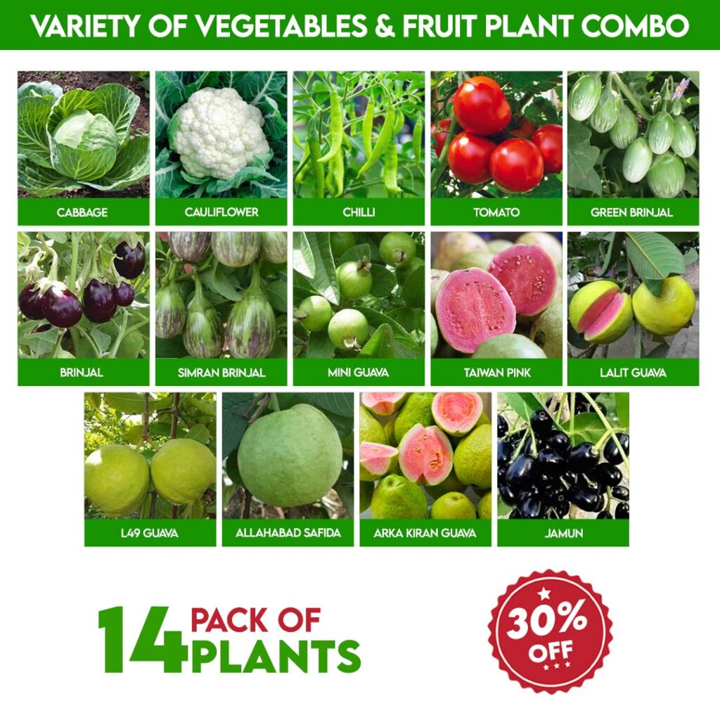 Variety Of Vegetable And Fruit Plant Combo Santhi Online Plants Nursery