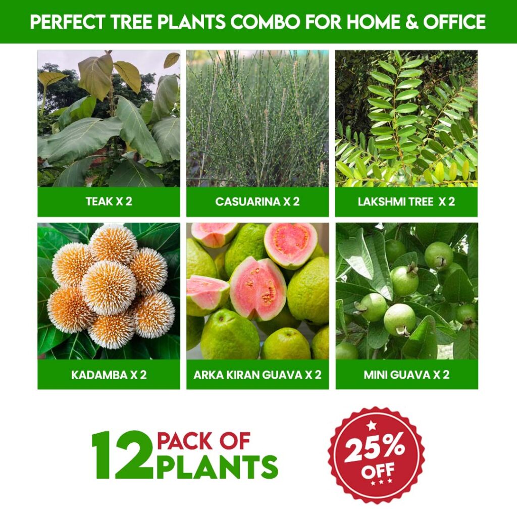 Perfect Tree Plants Combo For Home Office Santhi Online Plants Nursery