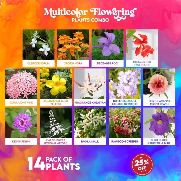 Multi Color Plants Combo Santhi Online Plants Nursery