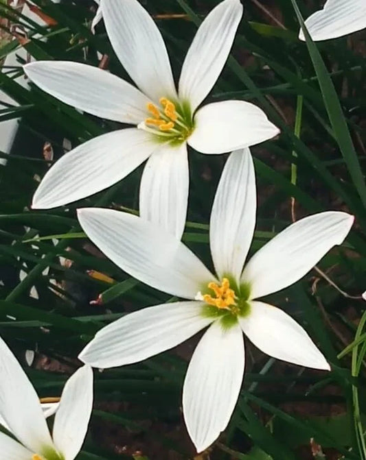 Rainlily bulb ‘Candida white ‘