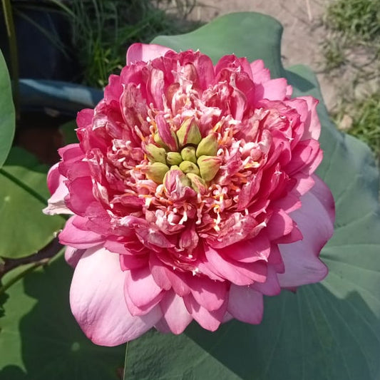 'Kaveri' lotus tuber