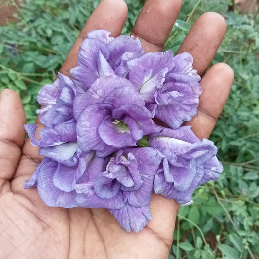 Clitoria thailand purple flower plant