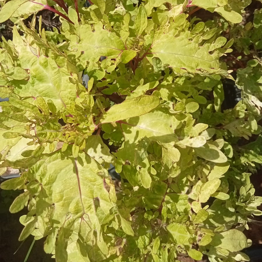 Coleus Golden fern (Fringed leaves)