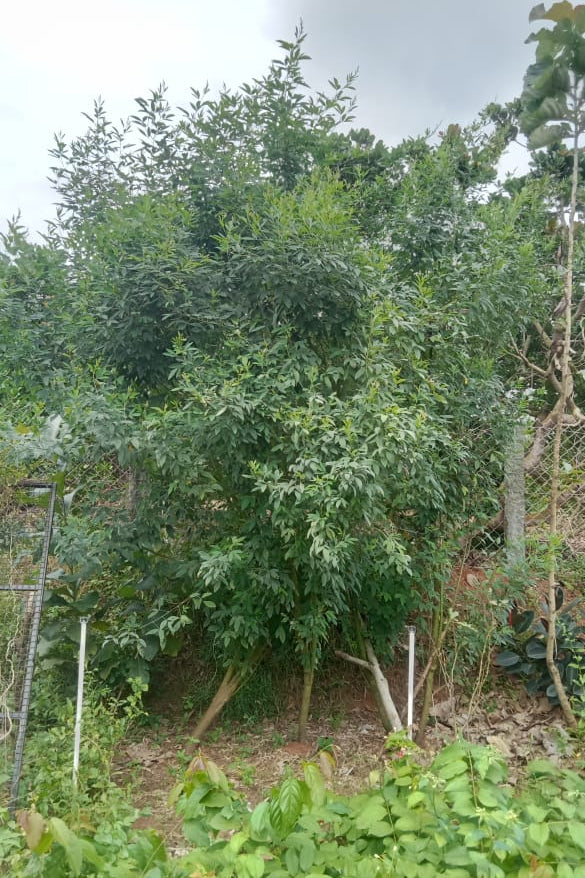 Mara thuvarai seeds - Red gram (Tree habit)