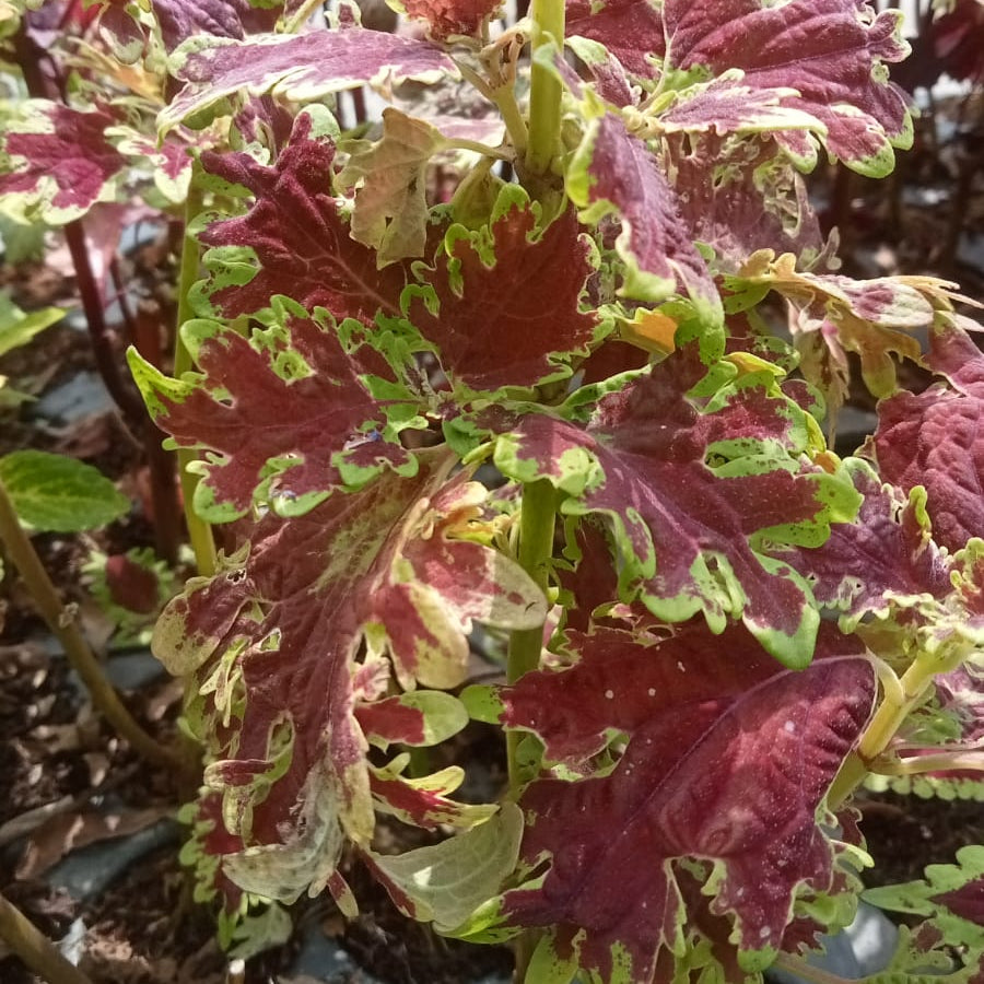 Coleus brown with green fringed leaves plant