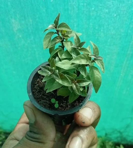 Alternanthera little leaf green plant