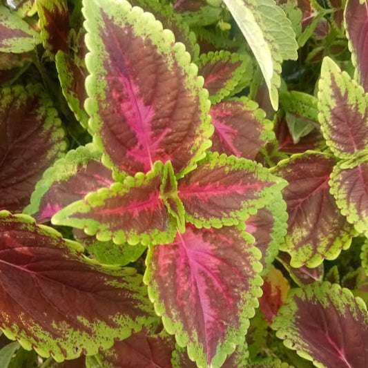 Coleus 'rainbow' plant