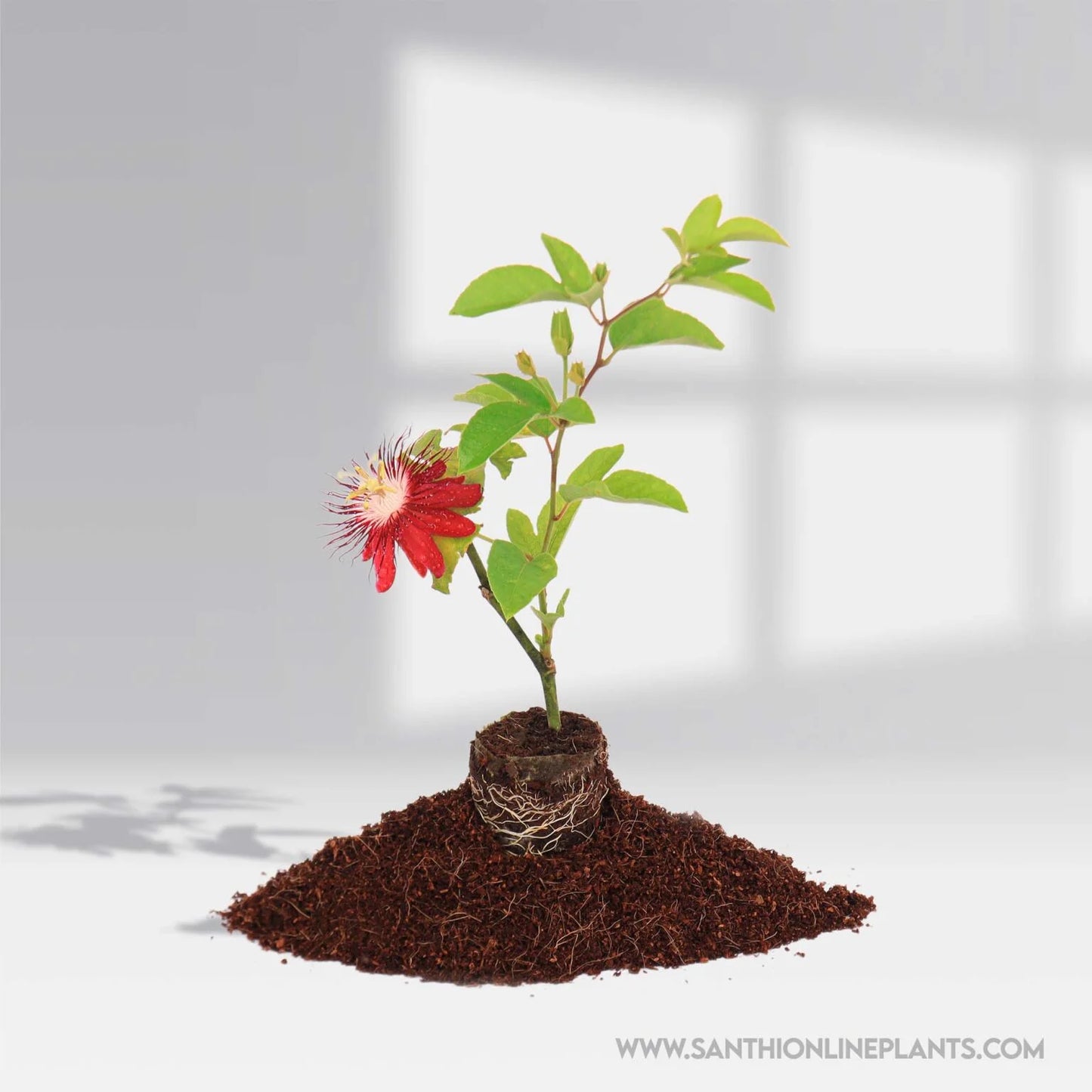 Passion Flower Red