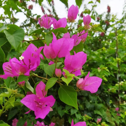 Bougainvillea Pink Plant