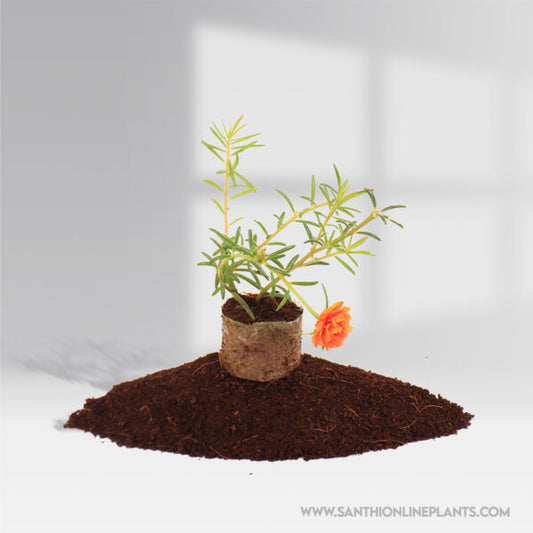 Portulaca 9’o clock orange