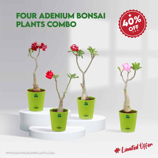 Four Adenium Bonsai Plants combo