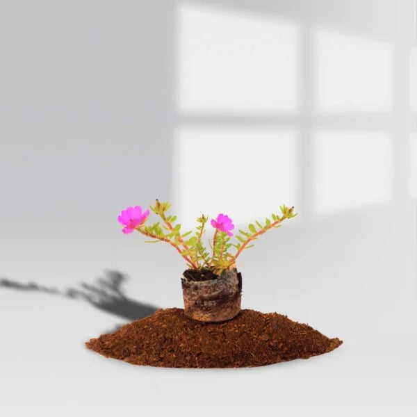 Lanprae hanging Portulaca pink plant(Alana)