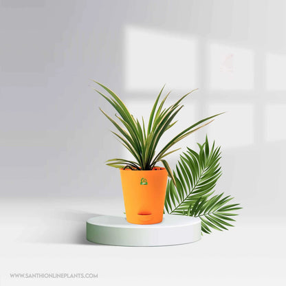 Ocean Spider Plant – Chlorophytum comosum Pot Plant