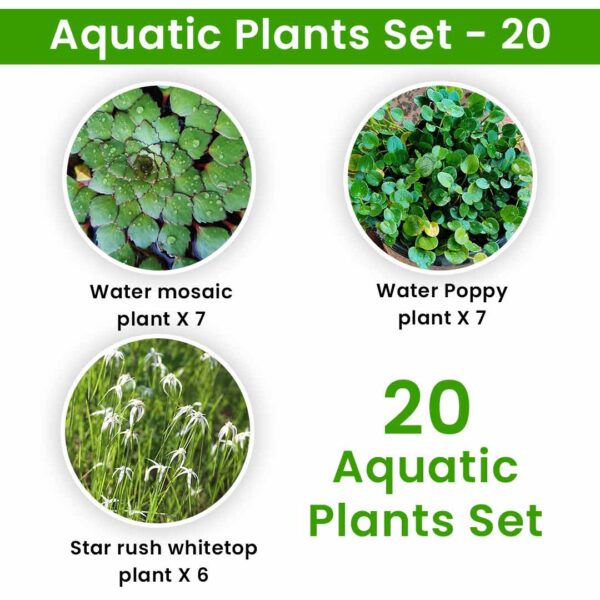 Aquatic Plants Set – 20