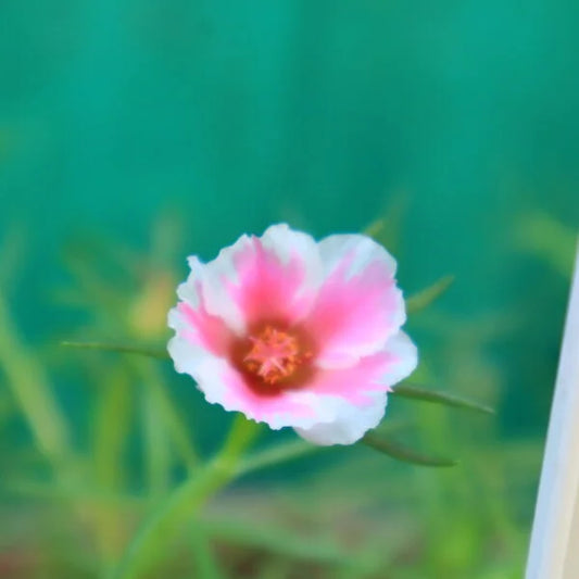 Portulaca Tiara Baby Pink with White Margins