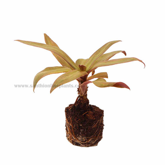 Tradescantia spathacea- Rheo Green