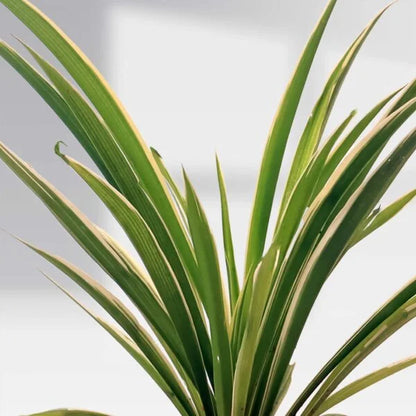 spider plant ocean Ocean Spider Plant – Chlorophytum comosum Pot Plant – Santhi Online Plants