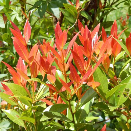 Syzygium campanulatum- Christina tree