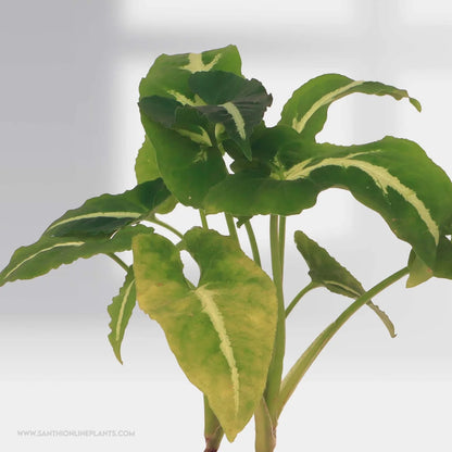 Syngonium Wendlandii Green Velvet