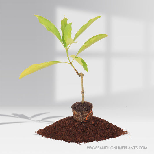 Morinda Citrifolia-Manjanathi-Nuna
