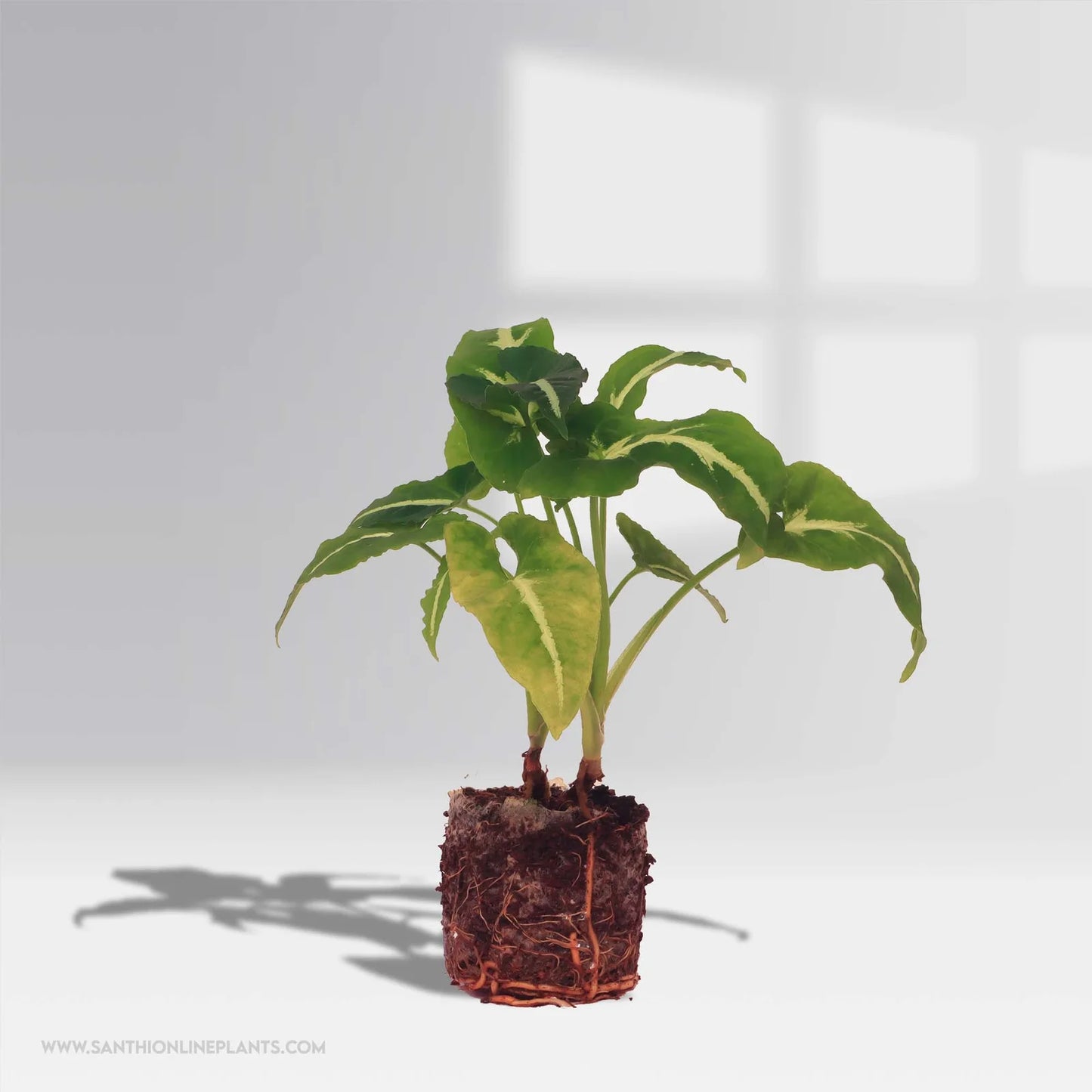 Syngonium Wendlandii Green Velvet