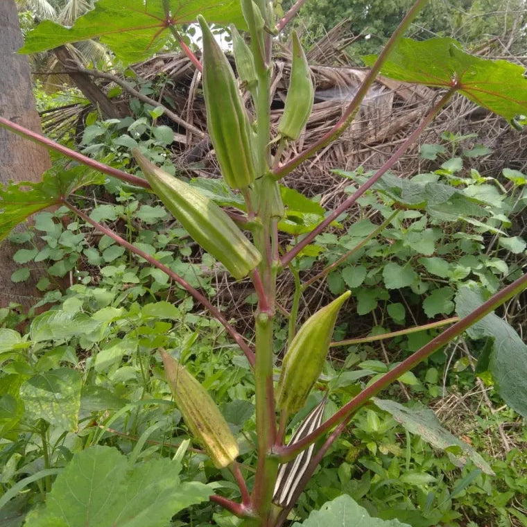 Mara vendai seeds (Tree okra)