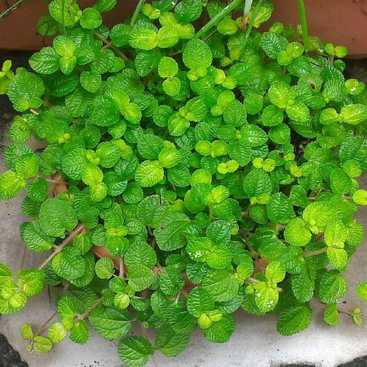 Creeping charlie plant (Pilea nummulariifolia)