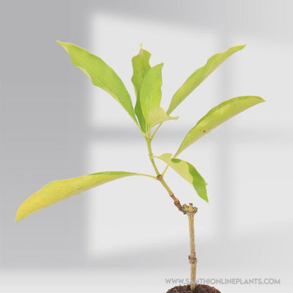 Morinda Citrifolia-Manjanathi-Nuna