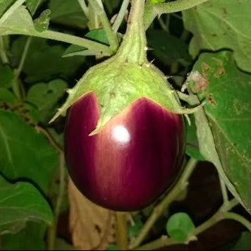 Purple mull kaththiri seeds