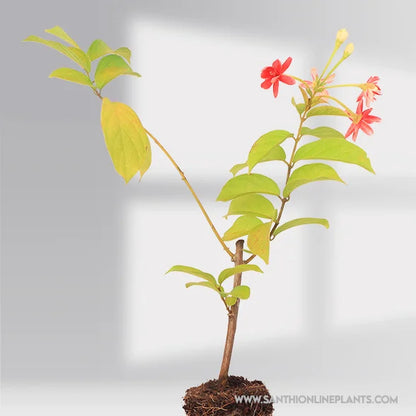 Rangoon Creeper Multi-Madhumalti