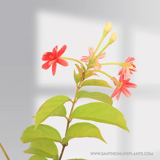 Rangoon Creeper Multi-Madhumalti