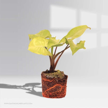 Syngonium White Big