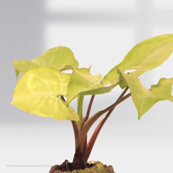 Syngonium White Big