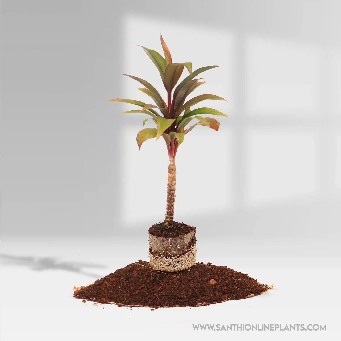 Hybrid Ti Plant