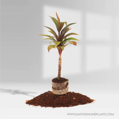 Hybrid Ti Plant