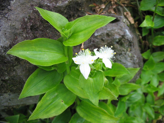 Tradescantia fluminensis-green inch plant
