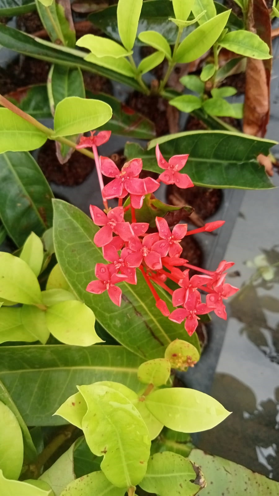 Beautiful Red ixora flower plant – Singapuri Ixora hybrid red