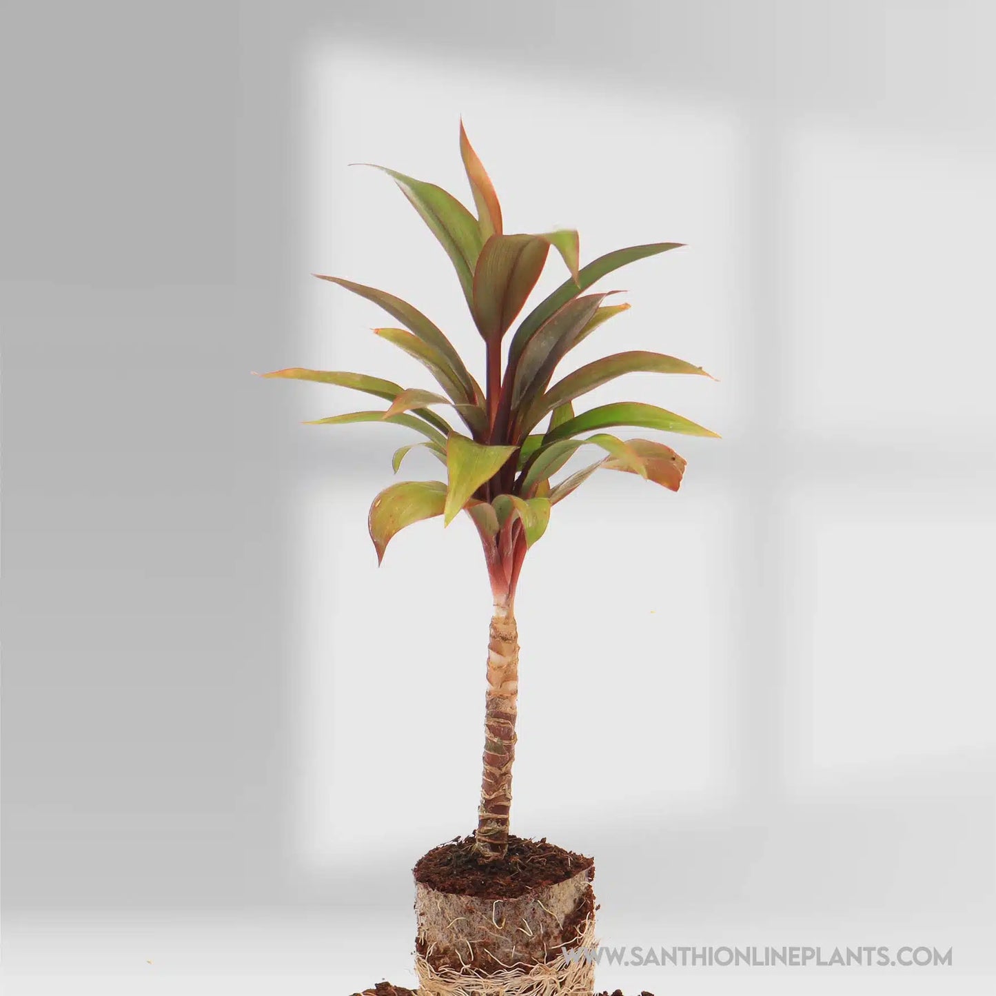 Hybrid Ti Plant