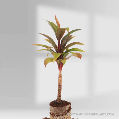 Hybrid Ti Plant