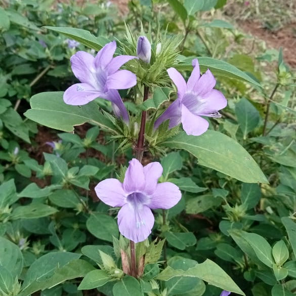 Pretty Bright Barleria cristata lavender flower plant ( December flower spatika)