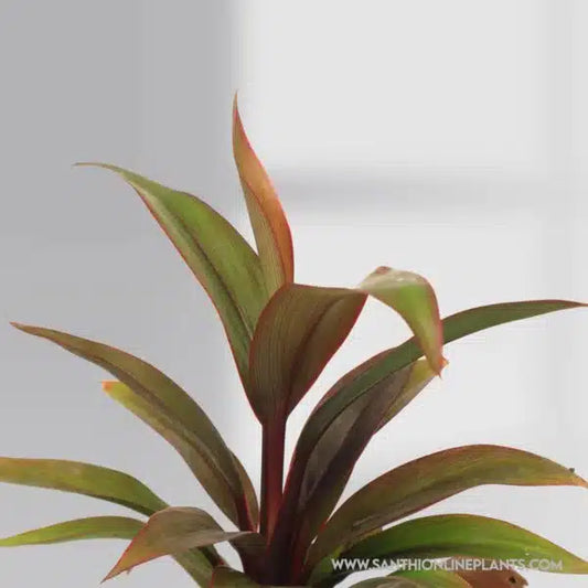 Hybrid Ti Plant