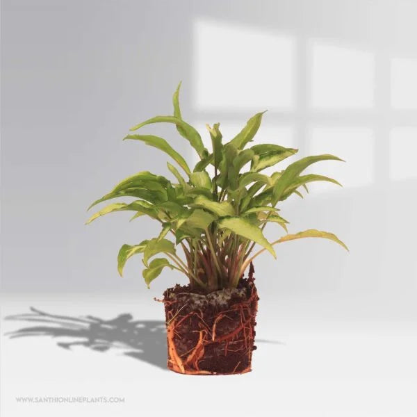 Syngonium Yami White