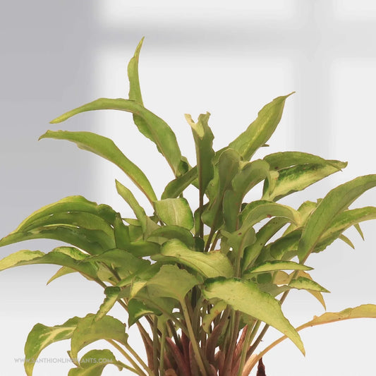 Syngonium Yami White