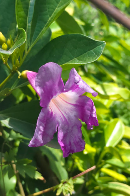 Glow vine  plant - Bignonia magnifica