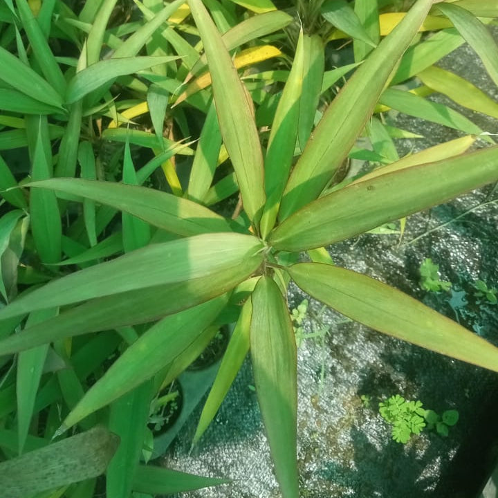 Cordyline bicolour green plant