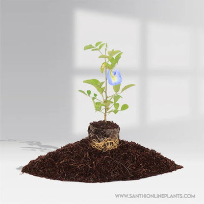 Clitoria Sky Blue