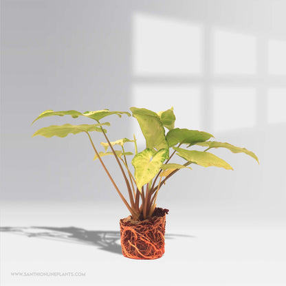 Syngonium Pixie
