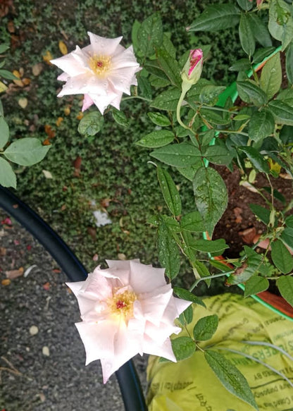 Pink seven days rose plant